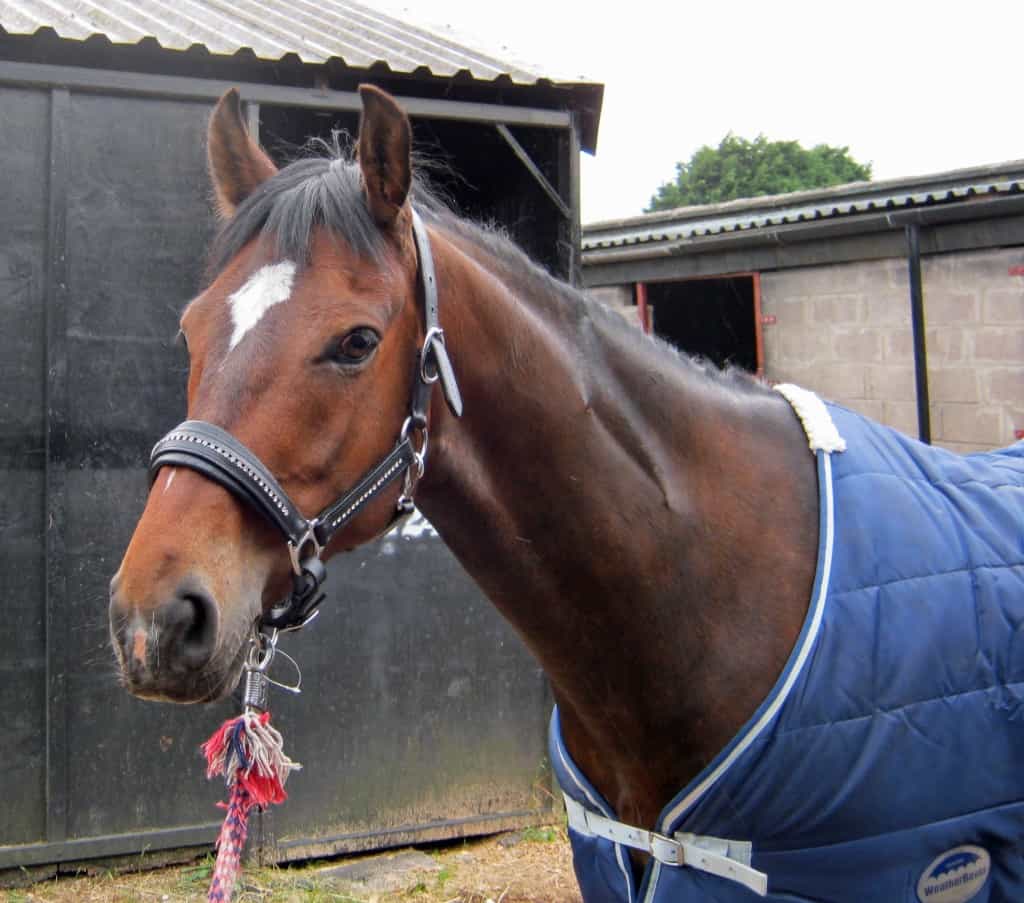 Hector at Welsh Nationals 2013