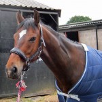 Hector at Welsh Nationals 2013